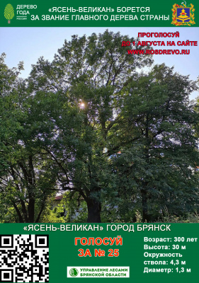 Брянский «Ясень- великан» борется за звание "Российское дерево года 2021!"